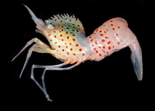 csiro-image-of-shrimp