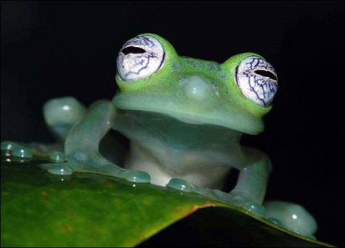 ghost-glass-frog